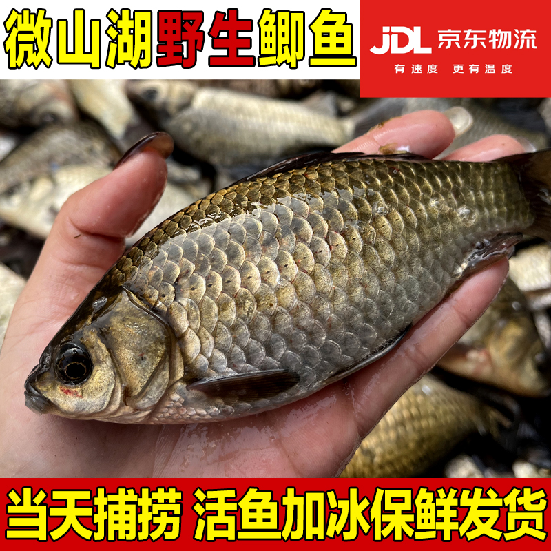【5斤25条以内】微山湖野生鲫鱼当天捕捞京东包邮活鱼现发