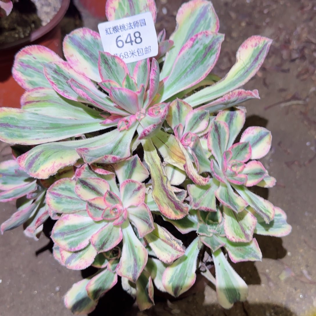 青花瓷法师多肉648