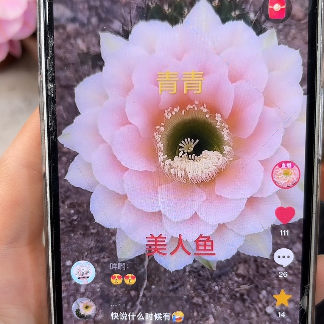 彩草美人鱼6公分左右