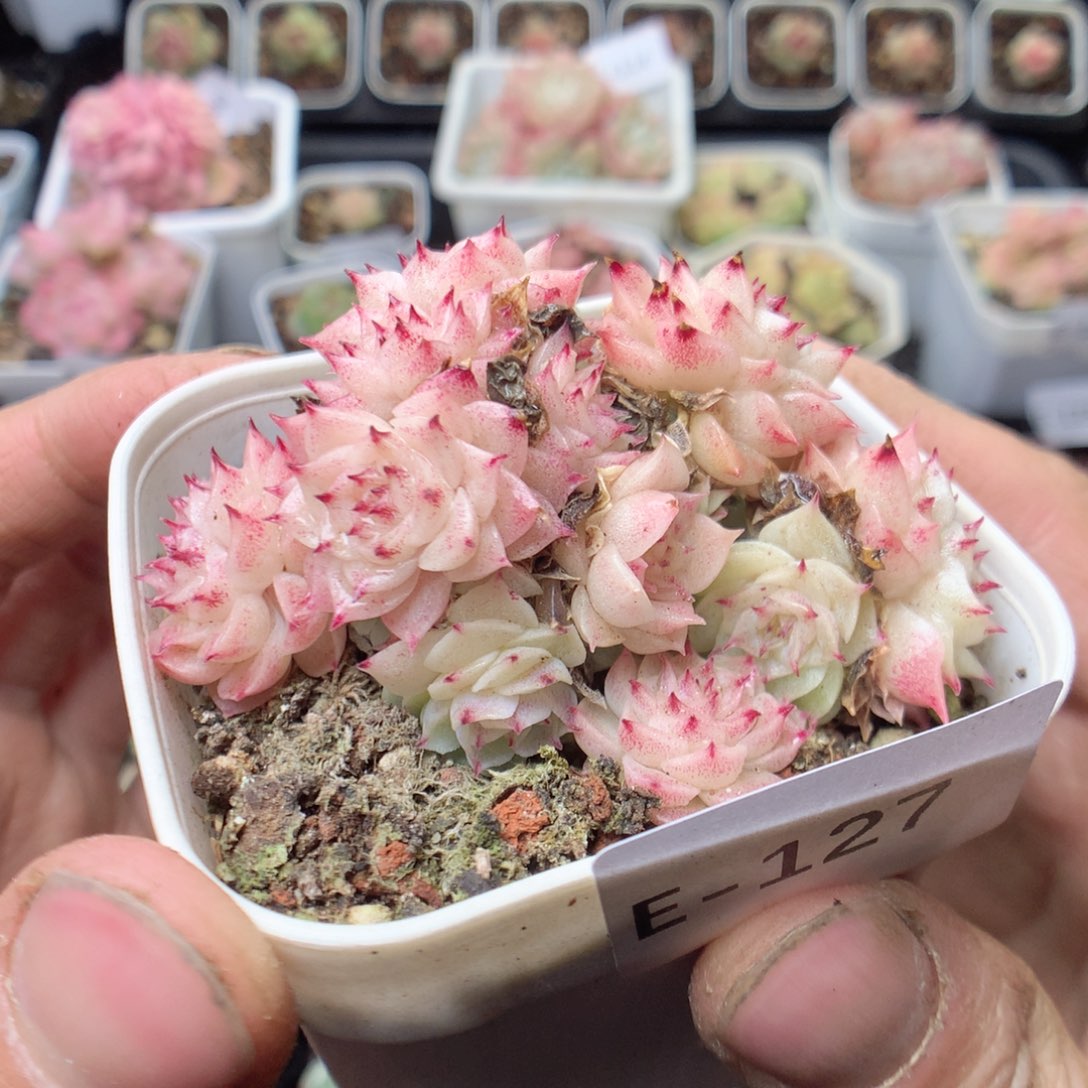 无花朵E127。yyyyyy