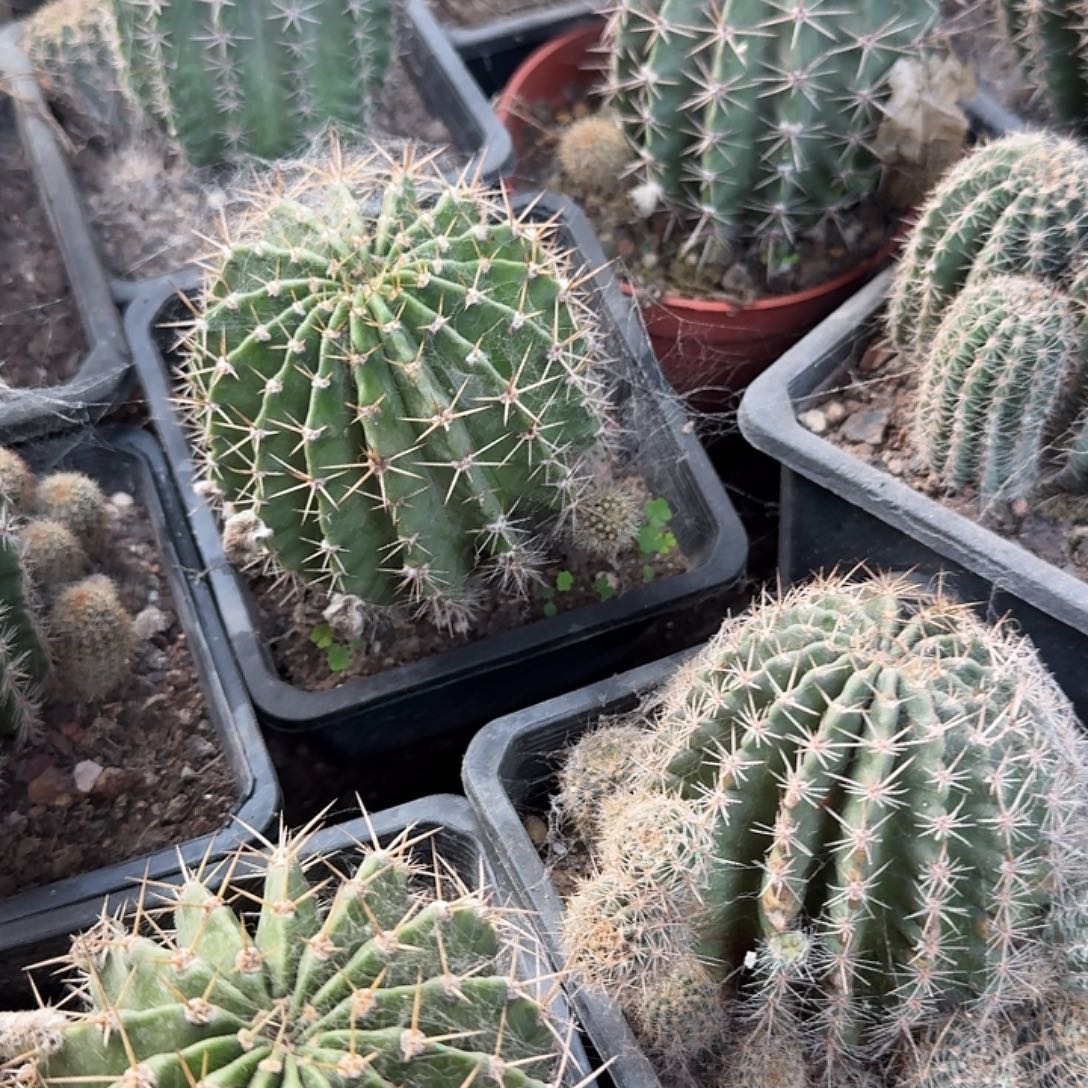 实生彩草大球，两棵，捡漏福利价！