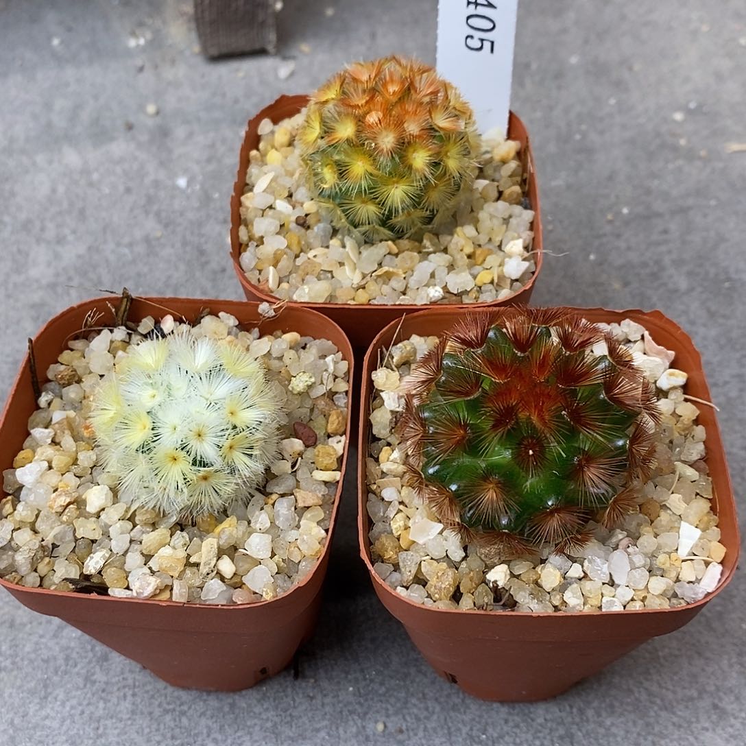 碎****G1405花有转盘仙人球花的