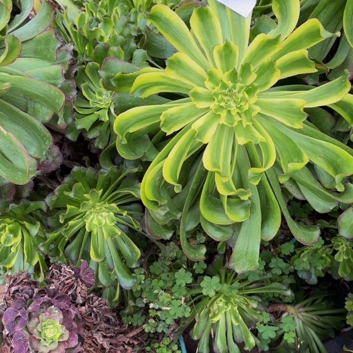 云南舞天姬法师多肉13号大砍头