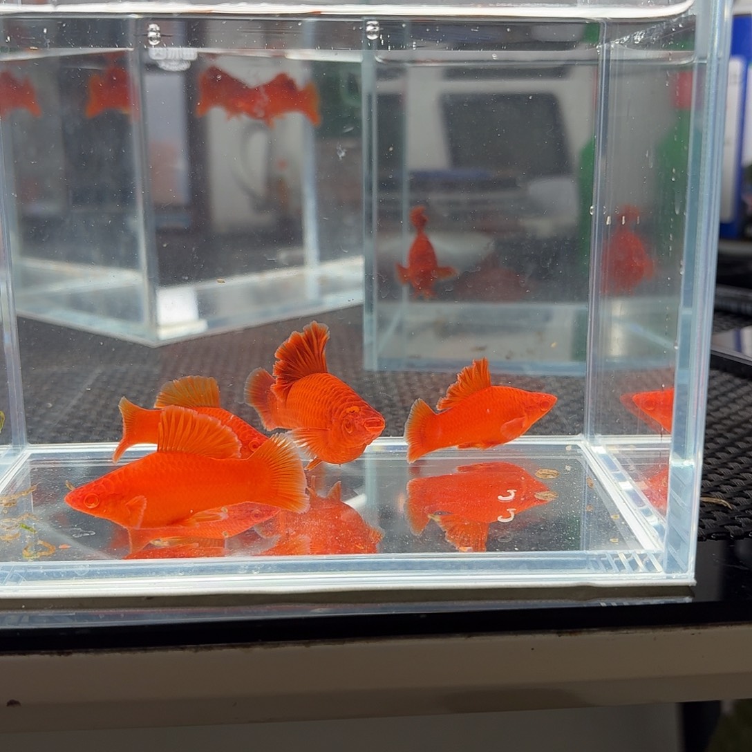 法***利海水鱼半月尾红箭鱼1母