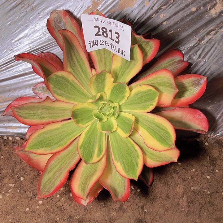 2813魅影多肉植物2号