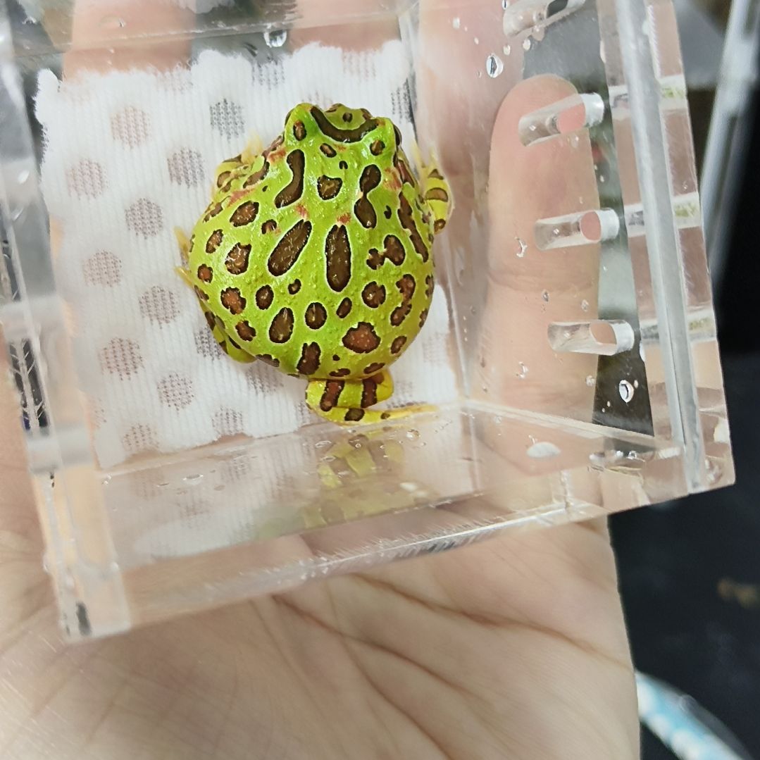 角蛙绿钟角蛙专拍链接