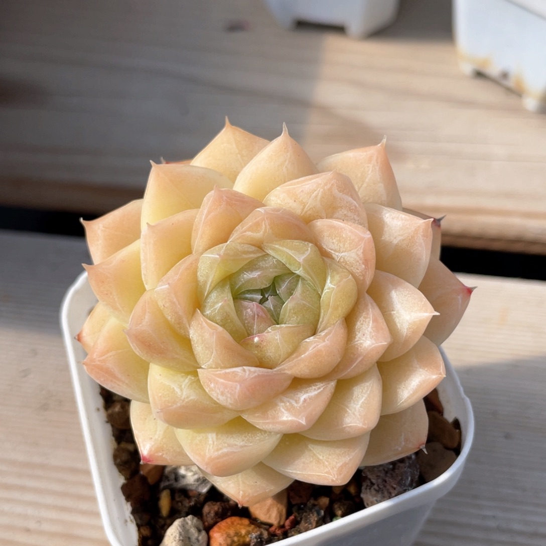 优选奶油蛋糕1247