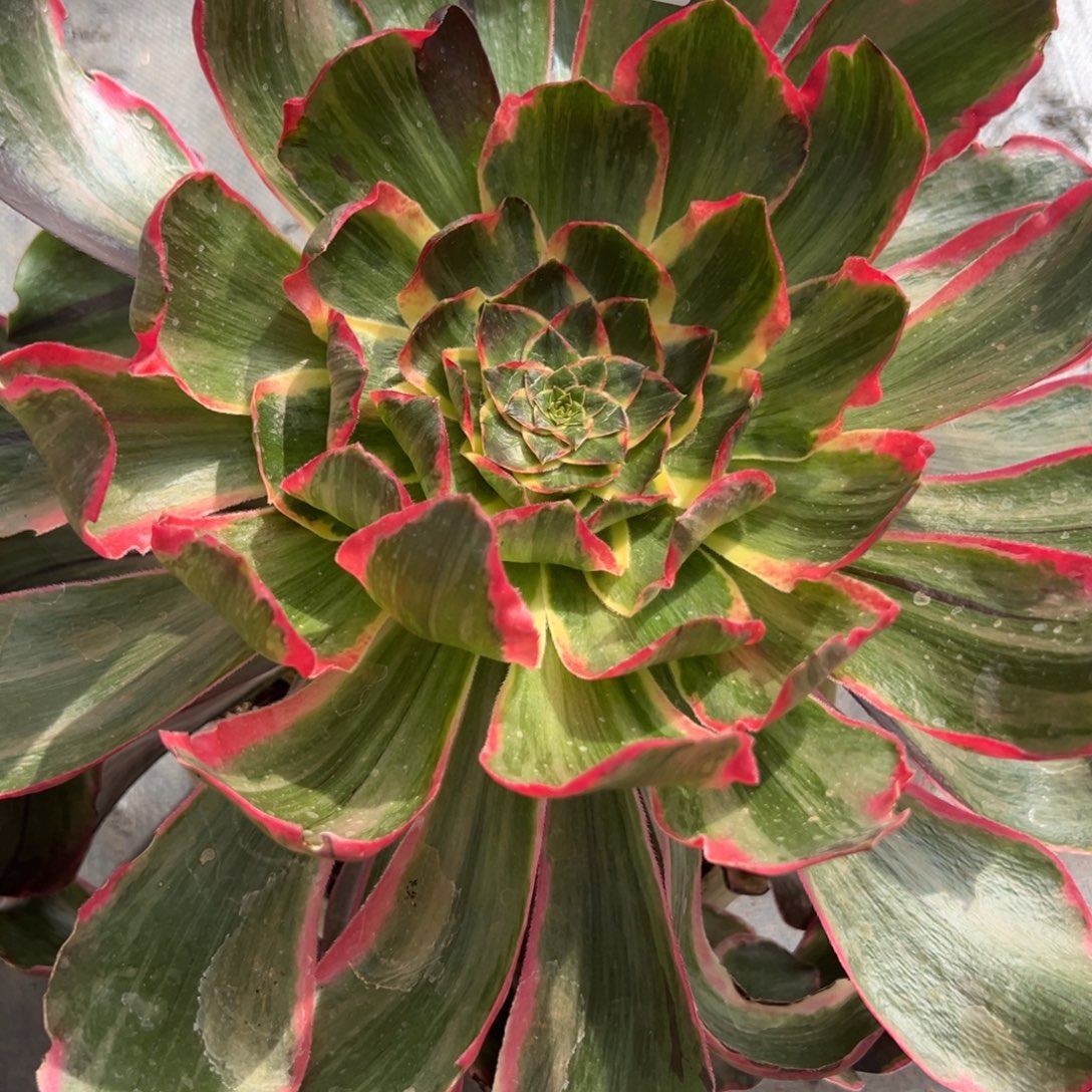 仓***眸112恶魔之眼duorouxixixi多肉