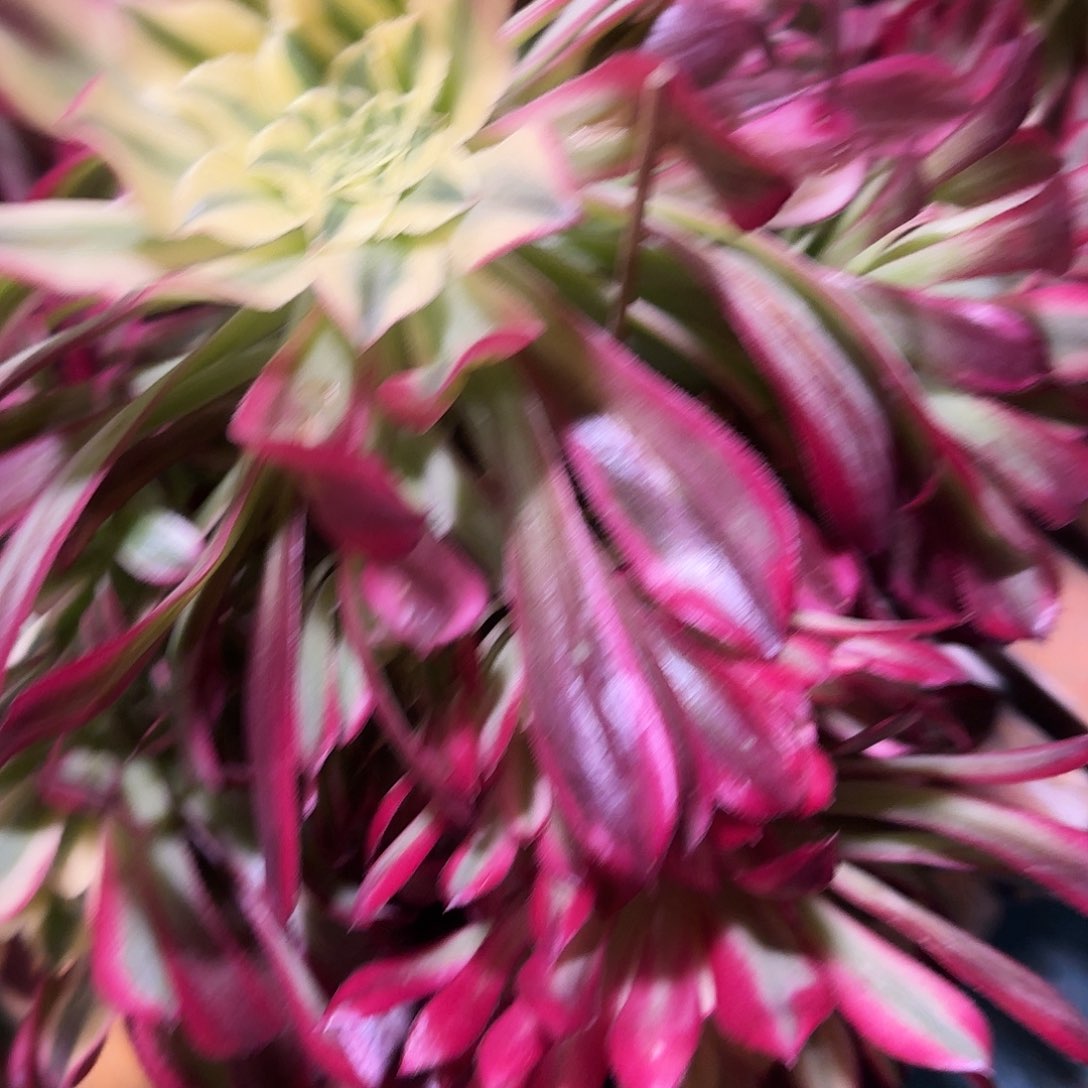 多肉植物天和441