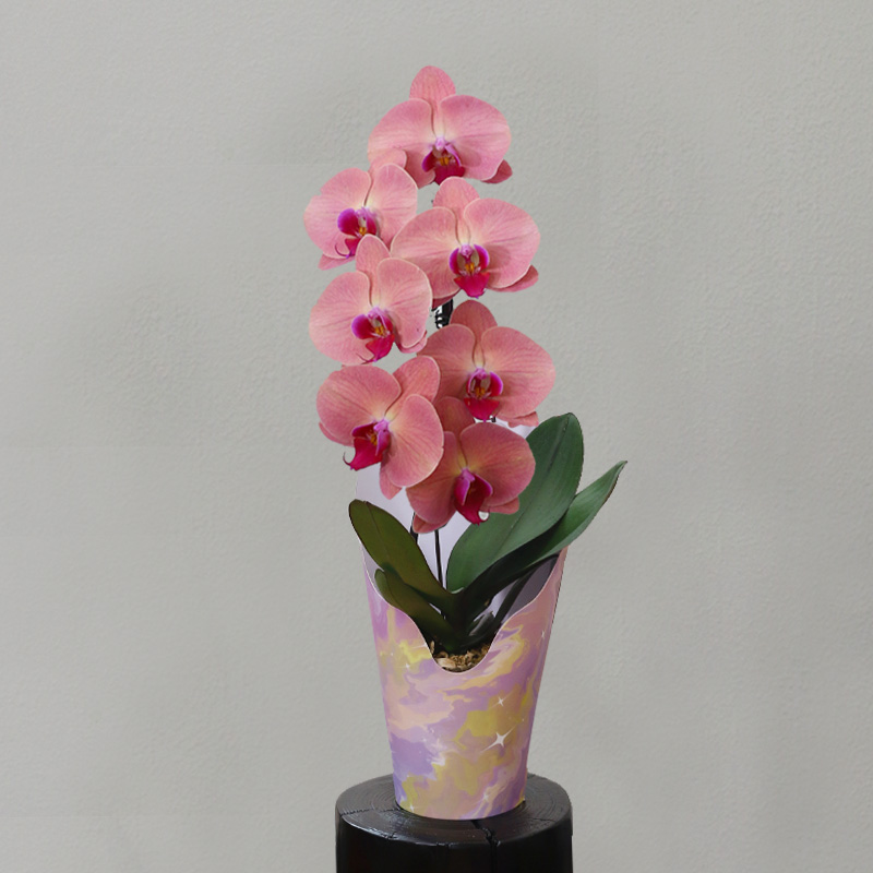 蝴蝶兰【欣欣向荣】拍满3颗顺丰（偏远除外）高端蝴蝶兰