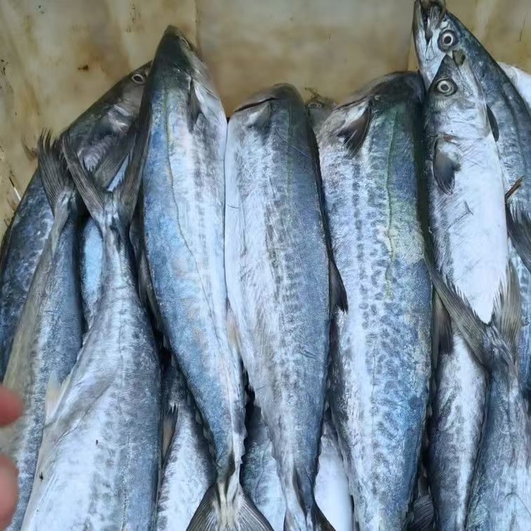 大连发货 野生鲅鱼（冻鲅鱼请勿完全解冻后处理）