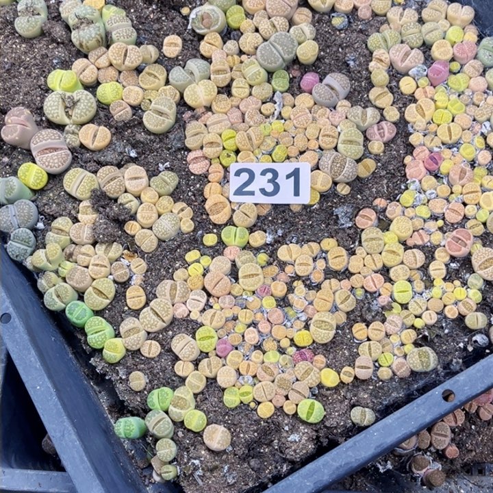 231生石花一物一图如图带盆