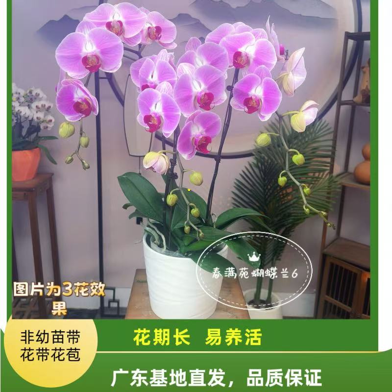 【爱丽丝06】3.5寸老苗大花型精美蝴蝶兰带花带花苞