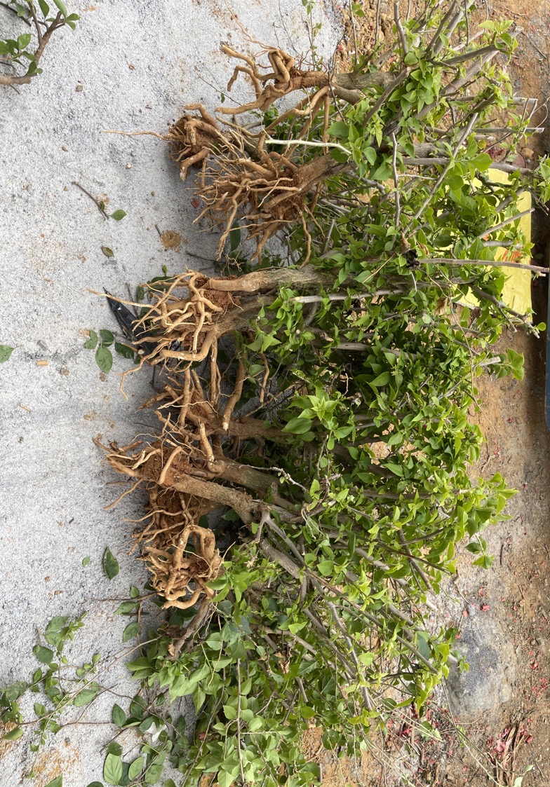 三角梅老桩开卖啦【直播间一物一拍】