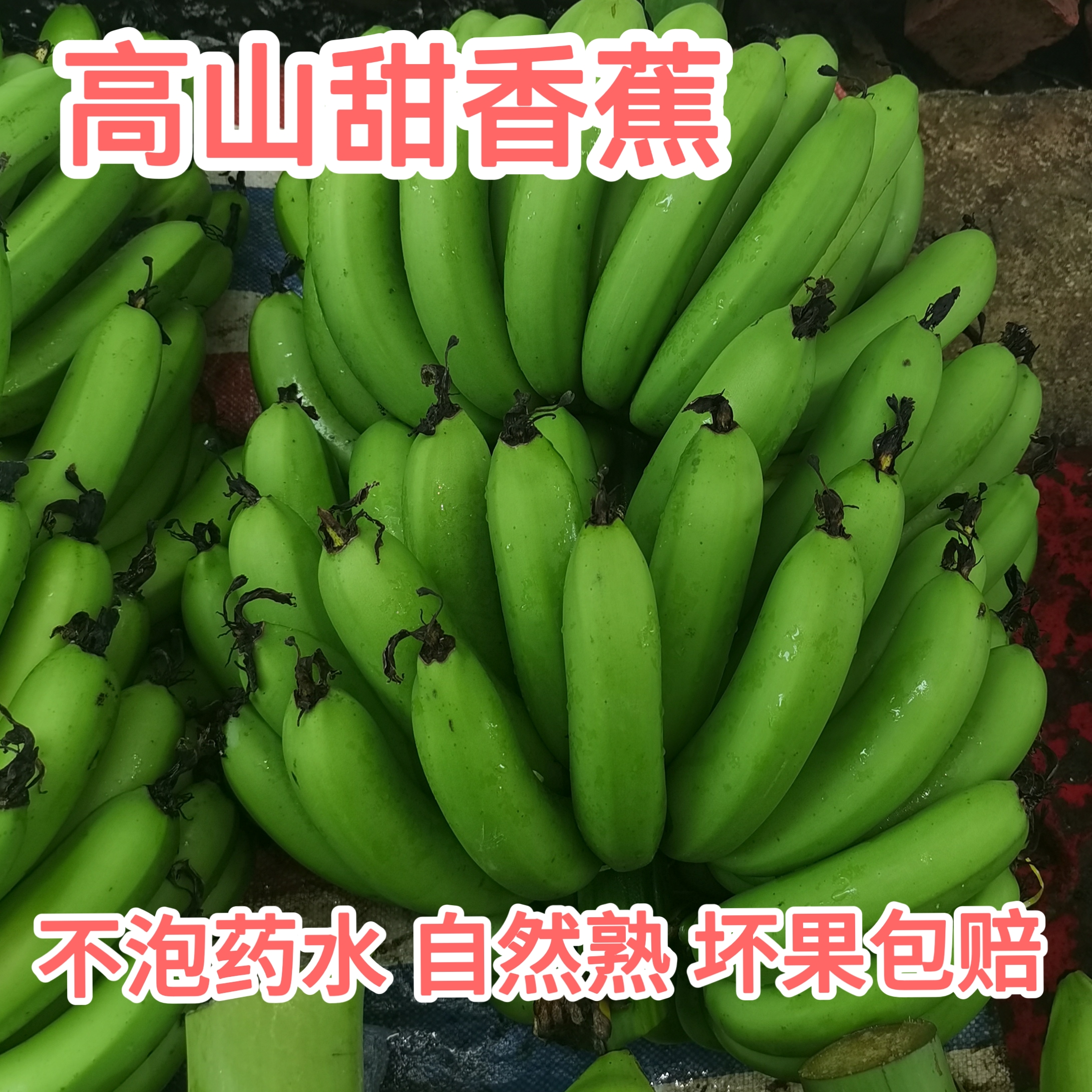 广西高山生态甜香蕉威廉斯新鲜现摘当季水果自然熟青皮香蕉