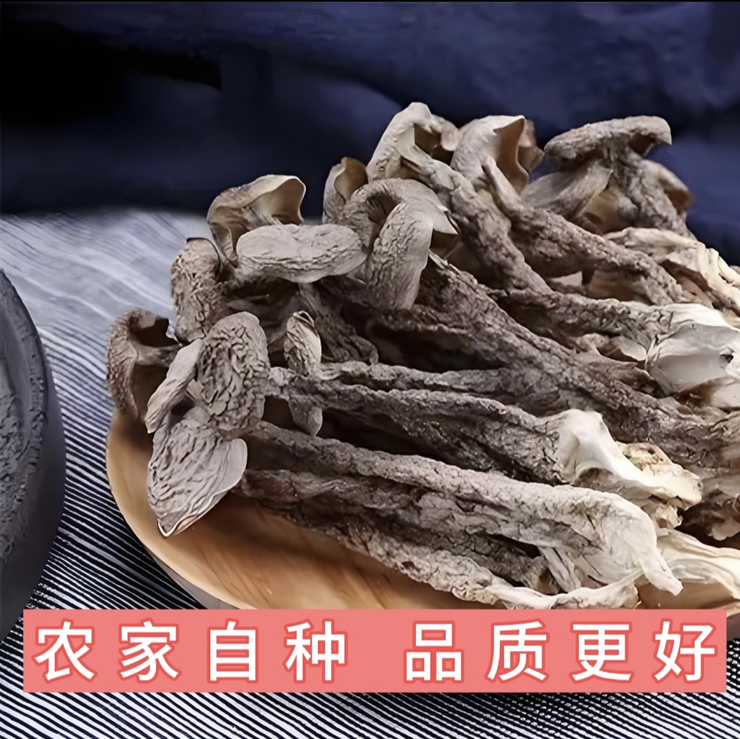 【鹿茸菇】高山营养生态鹿茸菇鲜美脆嫩