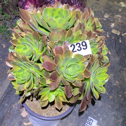 青檬多肉植物法师不包损