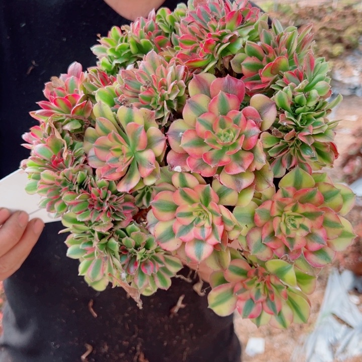 红袖醉话多肉法师15号