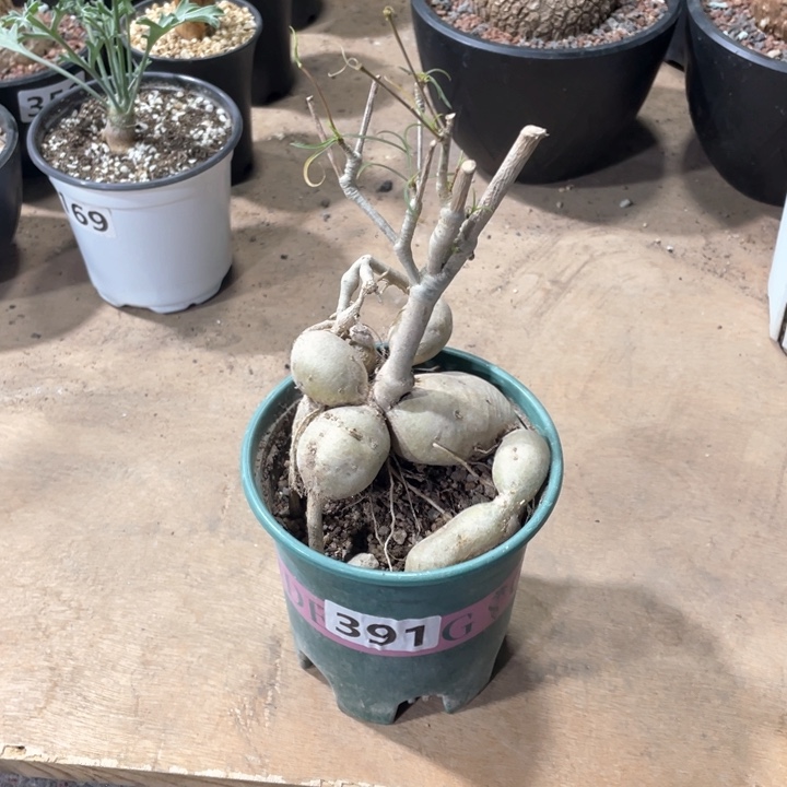 391柳叶麒麟块根