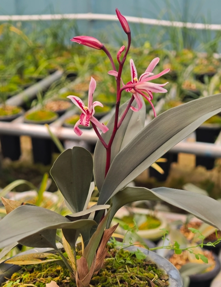 兔耳兰花卉绿植清香型好养护适合新手拍下发两苗万代兰