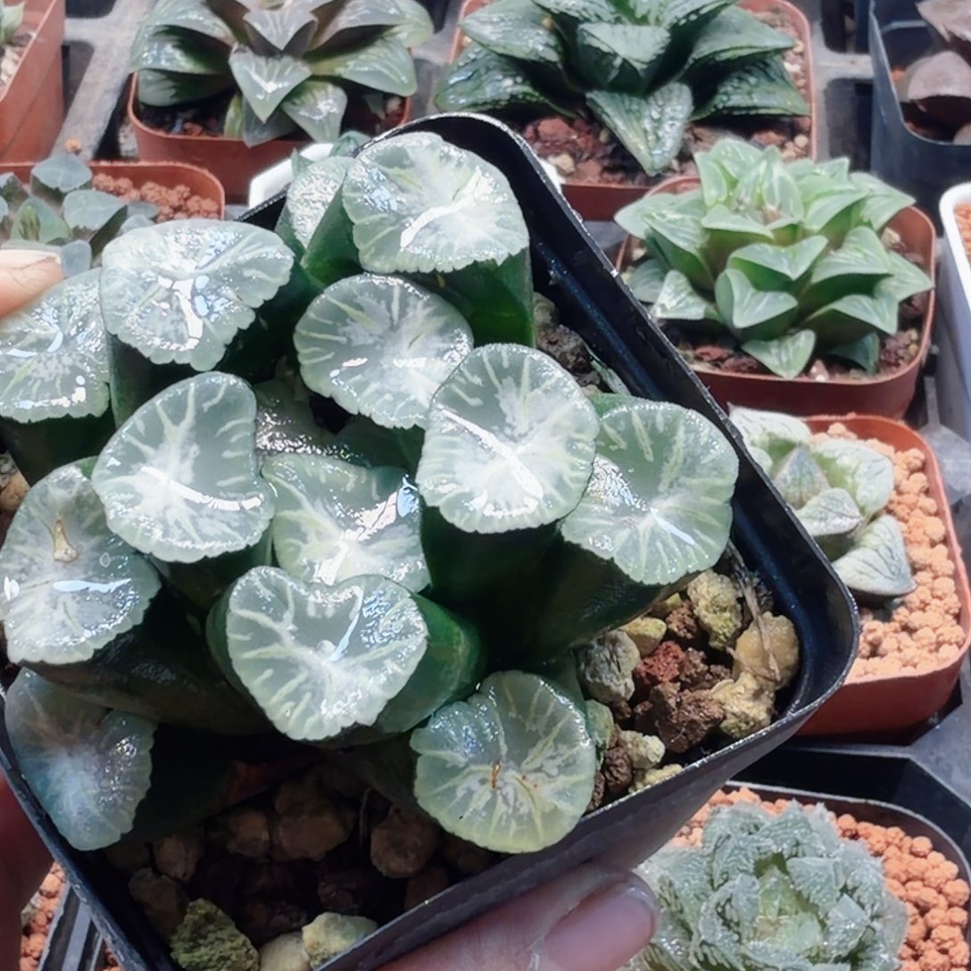 无花朵十二卷瑞云母本开播福利