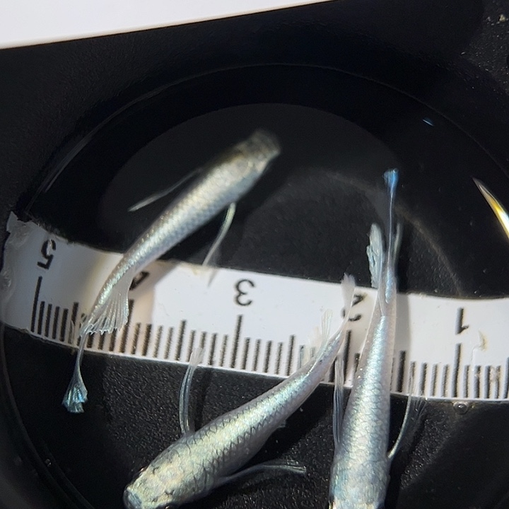 海水鱼长鳍天使一组05