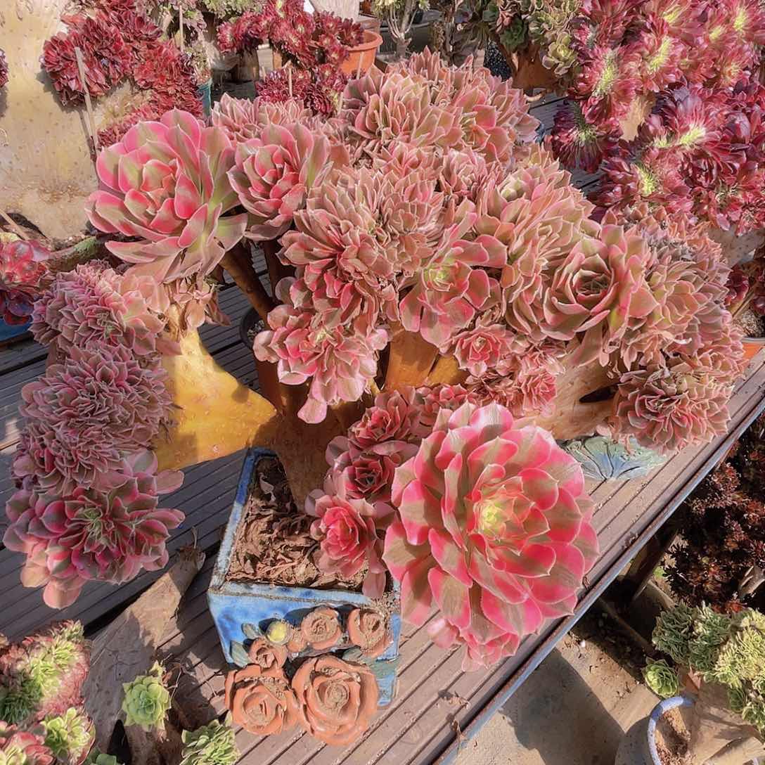 【闪购商品】无花朵粉女巫