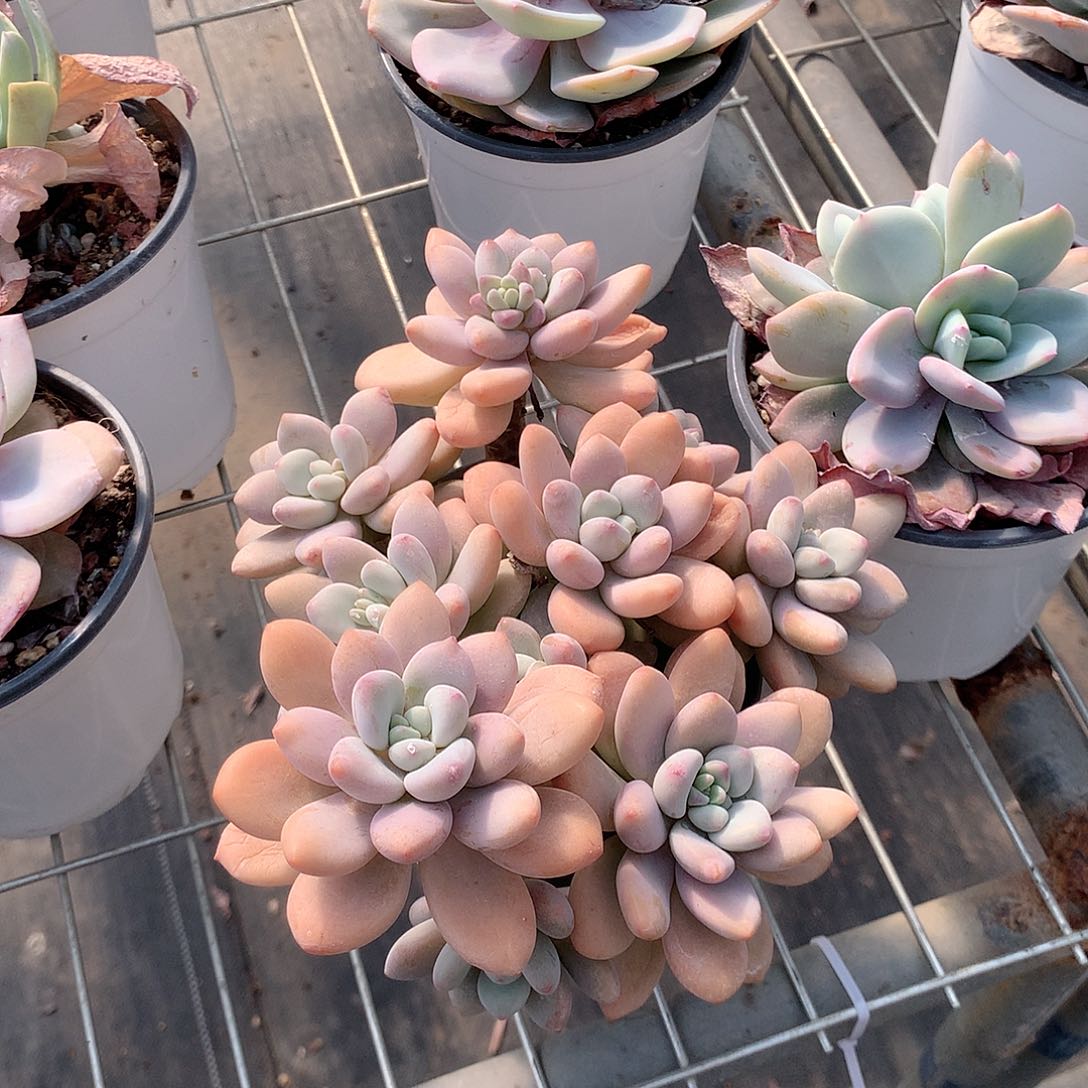 洛神多肉植物老桩