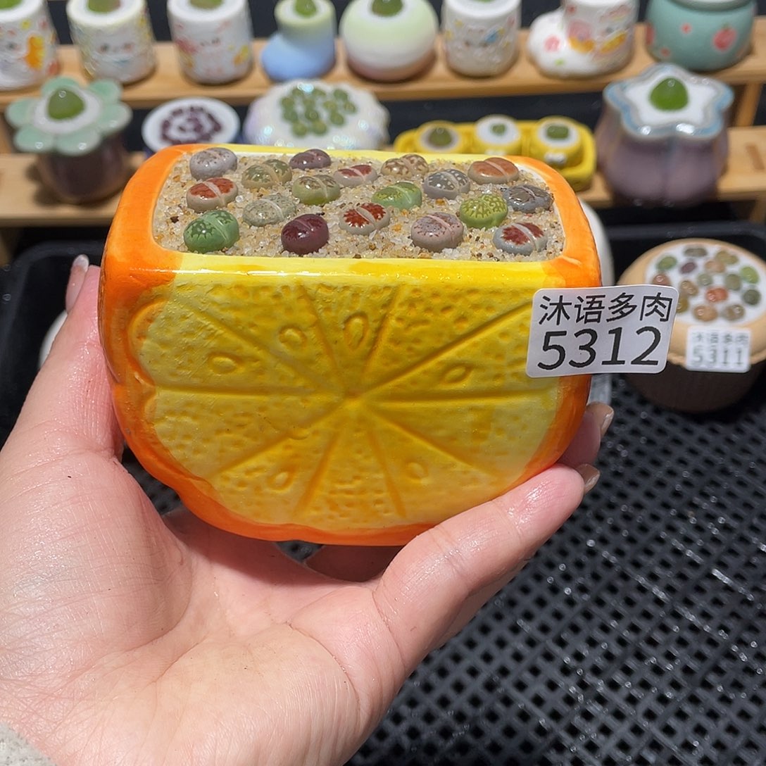 带盆土植物 一物一拍5312