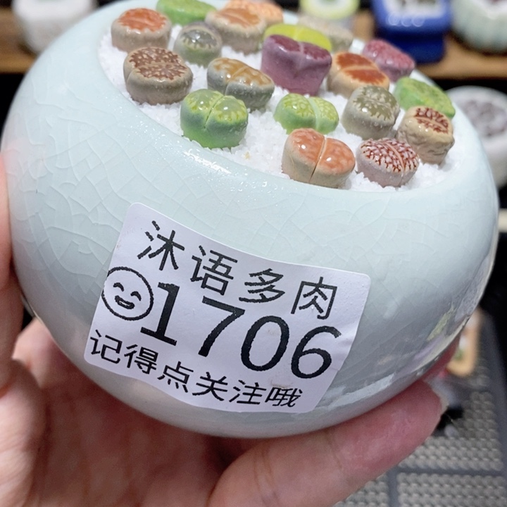 精美盆栽 一物一拍1706