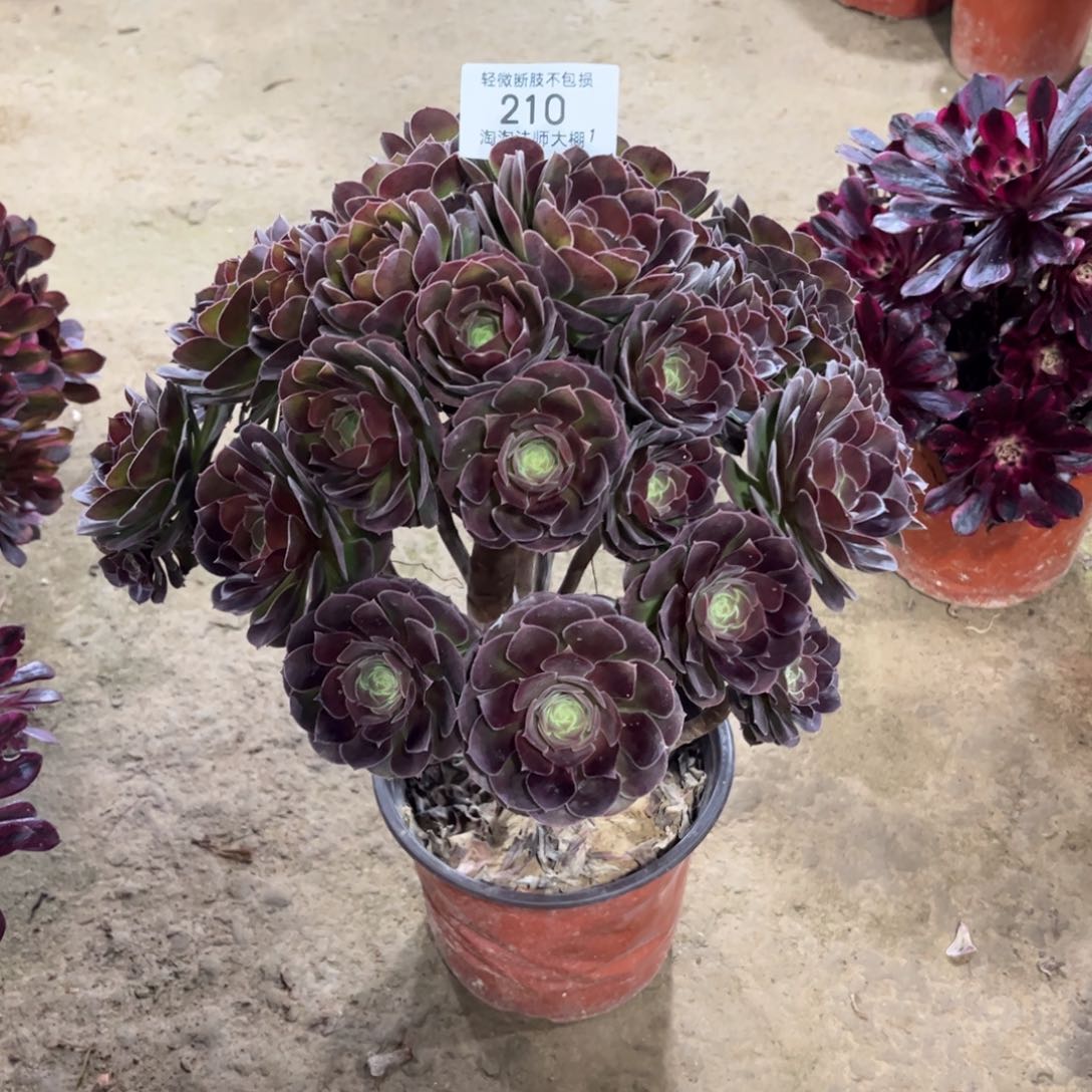 210荷兰园叶玫瑰多肉