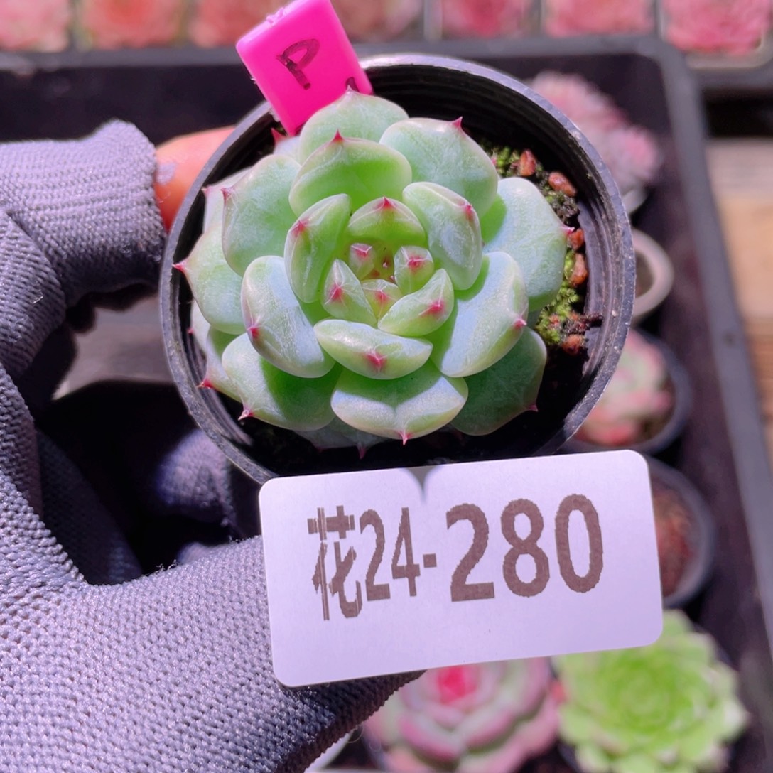 花利美24-280新品