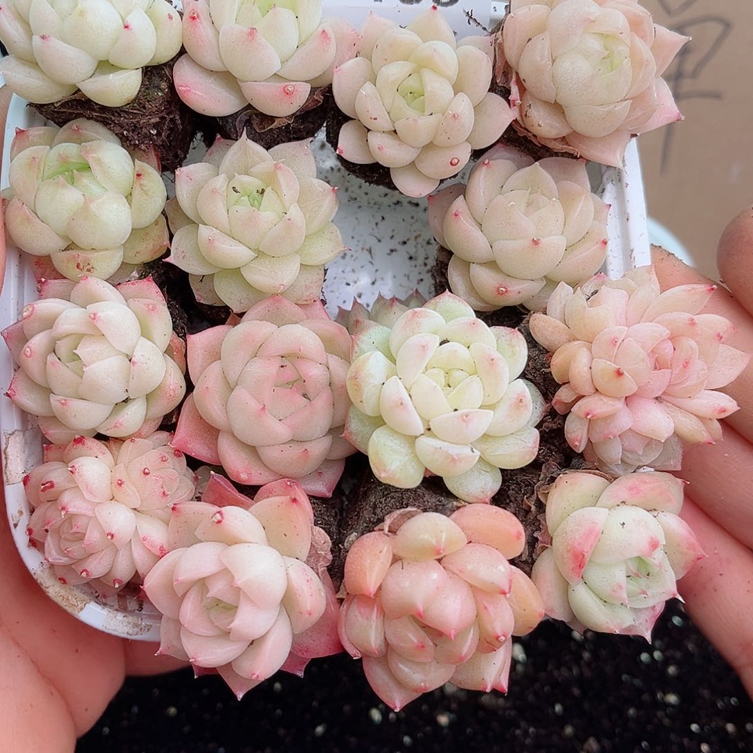 1-133 新疆西藏内蒙不发12.8包邮2-3公分多肉