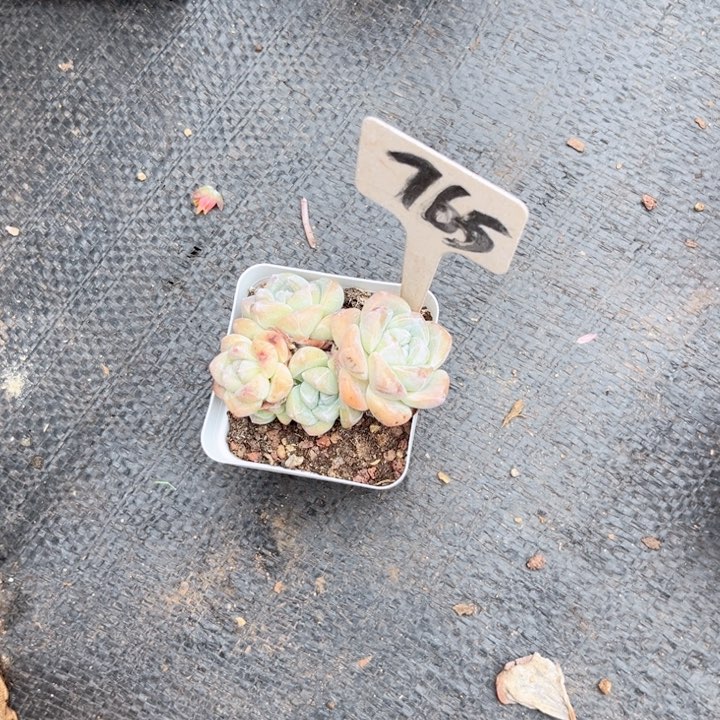 面****包晨语多肉一物一拍765