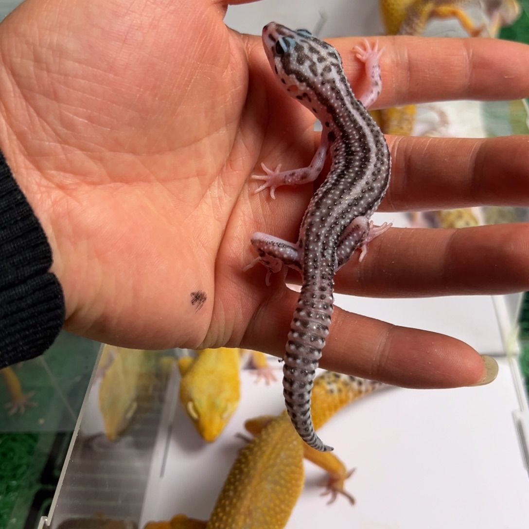 豹纹守宫豹纹守宫