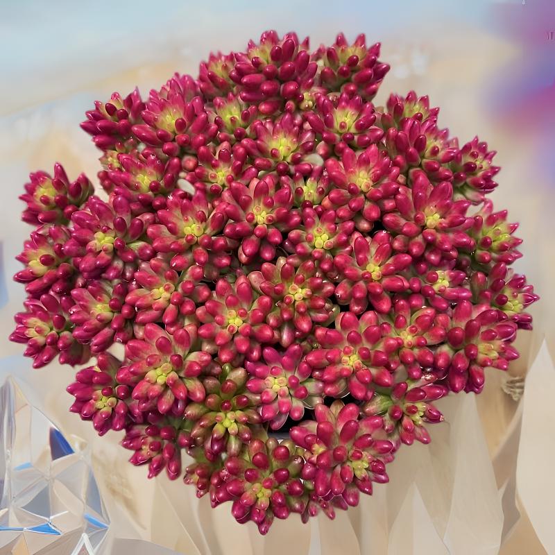 L大盆转运珠 冠幅16-20cm 皮实好养越晒越红 云南多肉基地发货