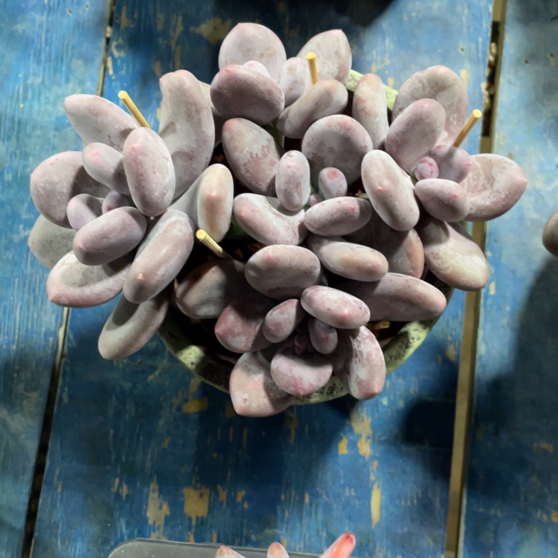 大叶奶一物一拍中通快递