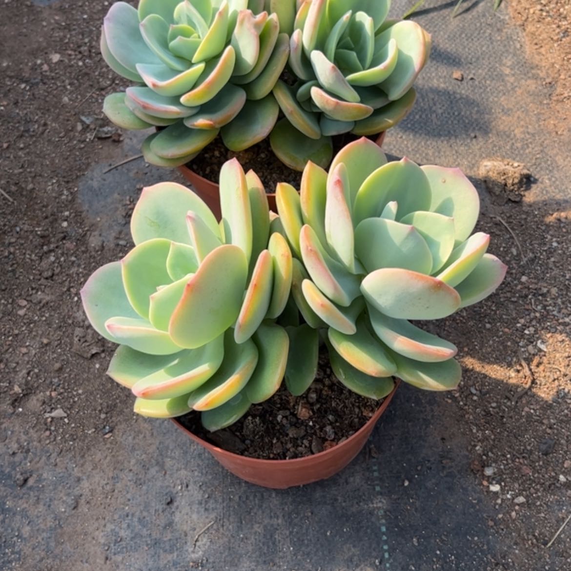 【闪购商品】无花朵Q****草