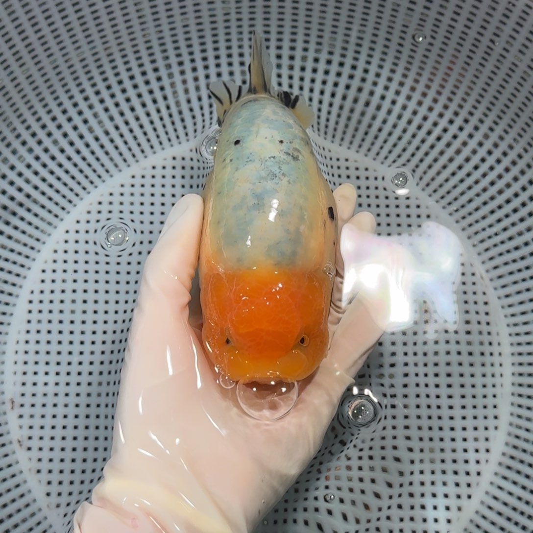 金鱼大货兰寿金鱼