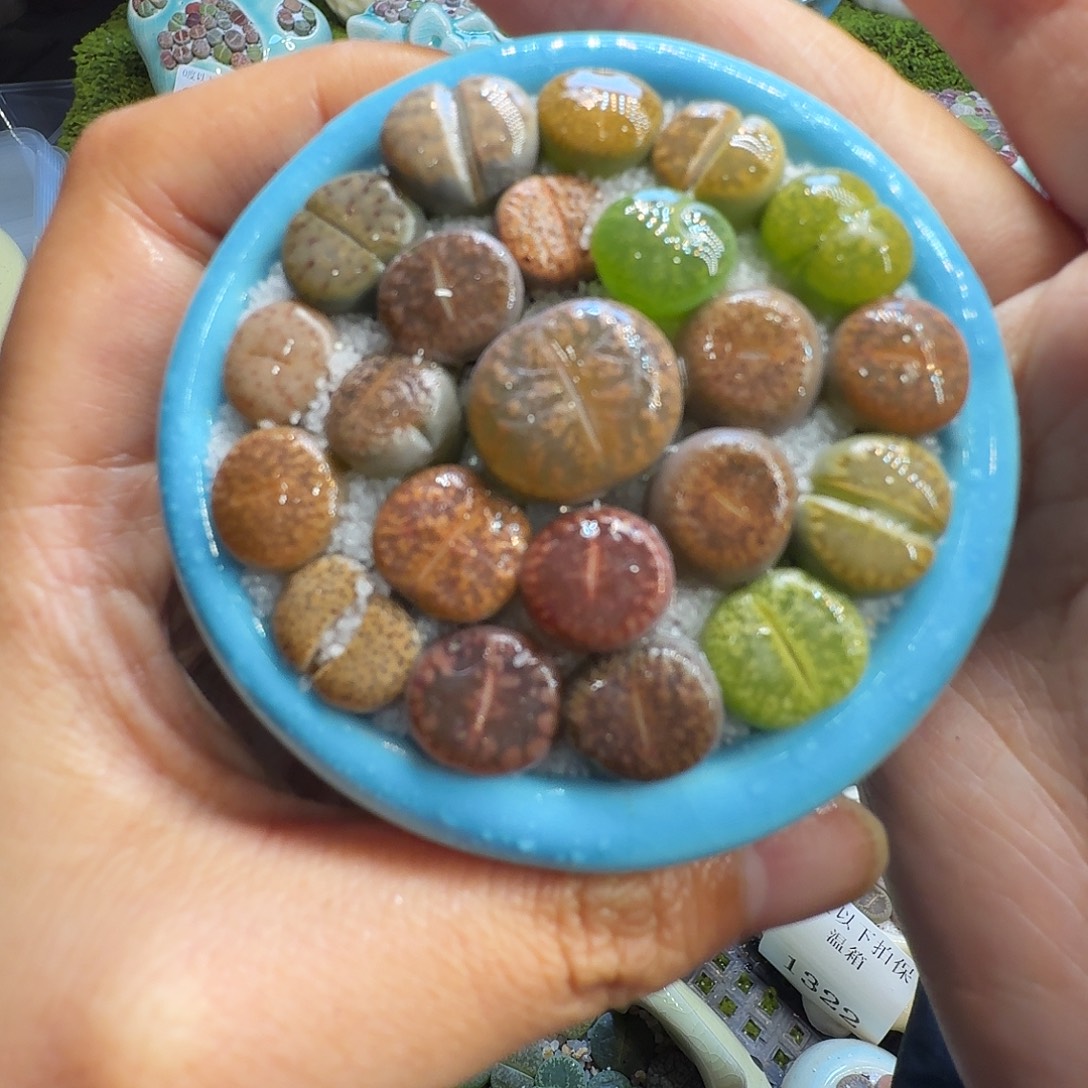 多肉植物福利冲1349