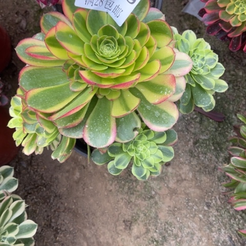 奶白多肉多肉5129