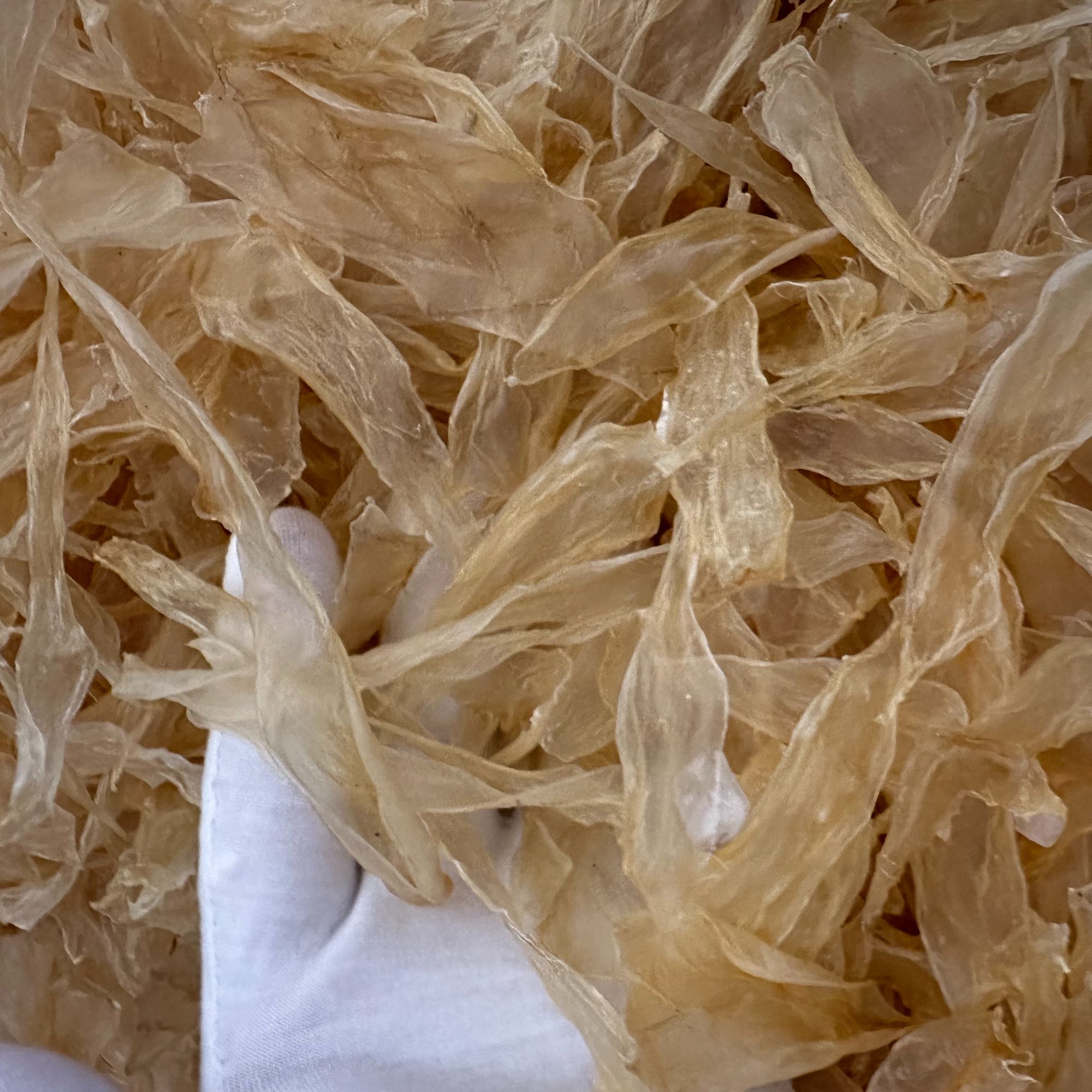 竹叶胶 安南鱼胶 纯淡干  煲汤必备