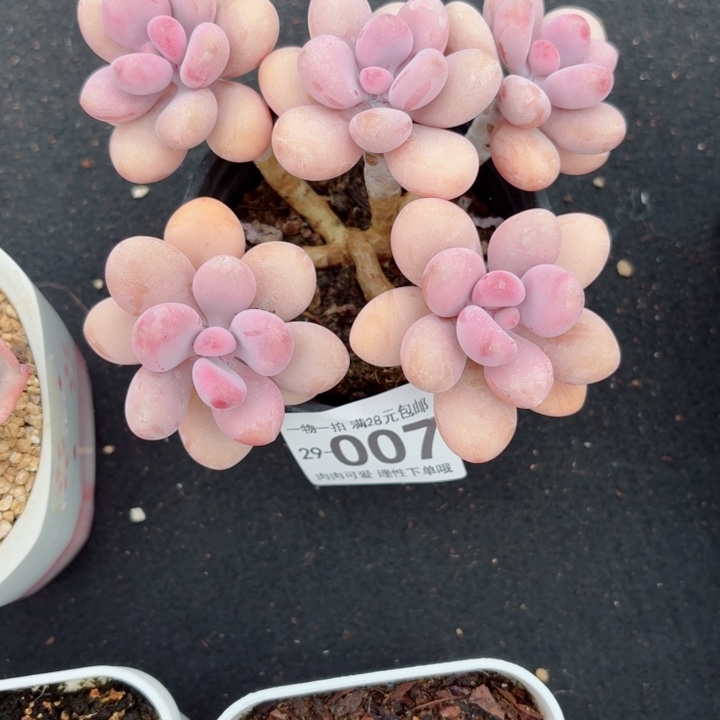 桃蛋多肉多肉植物多肉多肉多