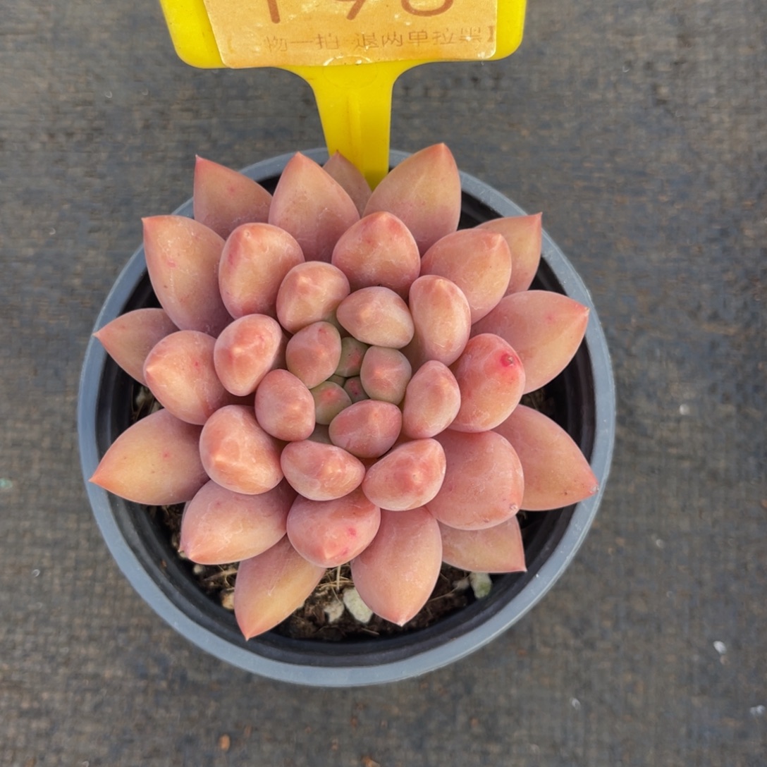 云尘多肉一物一拍198，