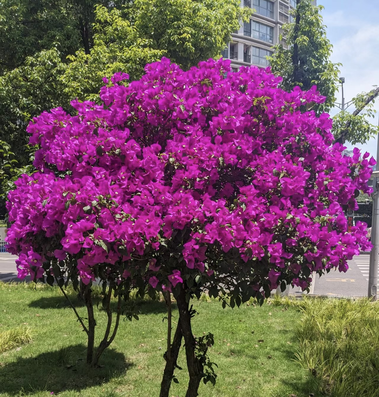 直播间一物一拍安格斯云南紫三角梅老桩