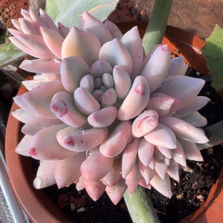 福利 所罗门巨人锦群生