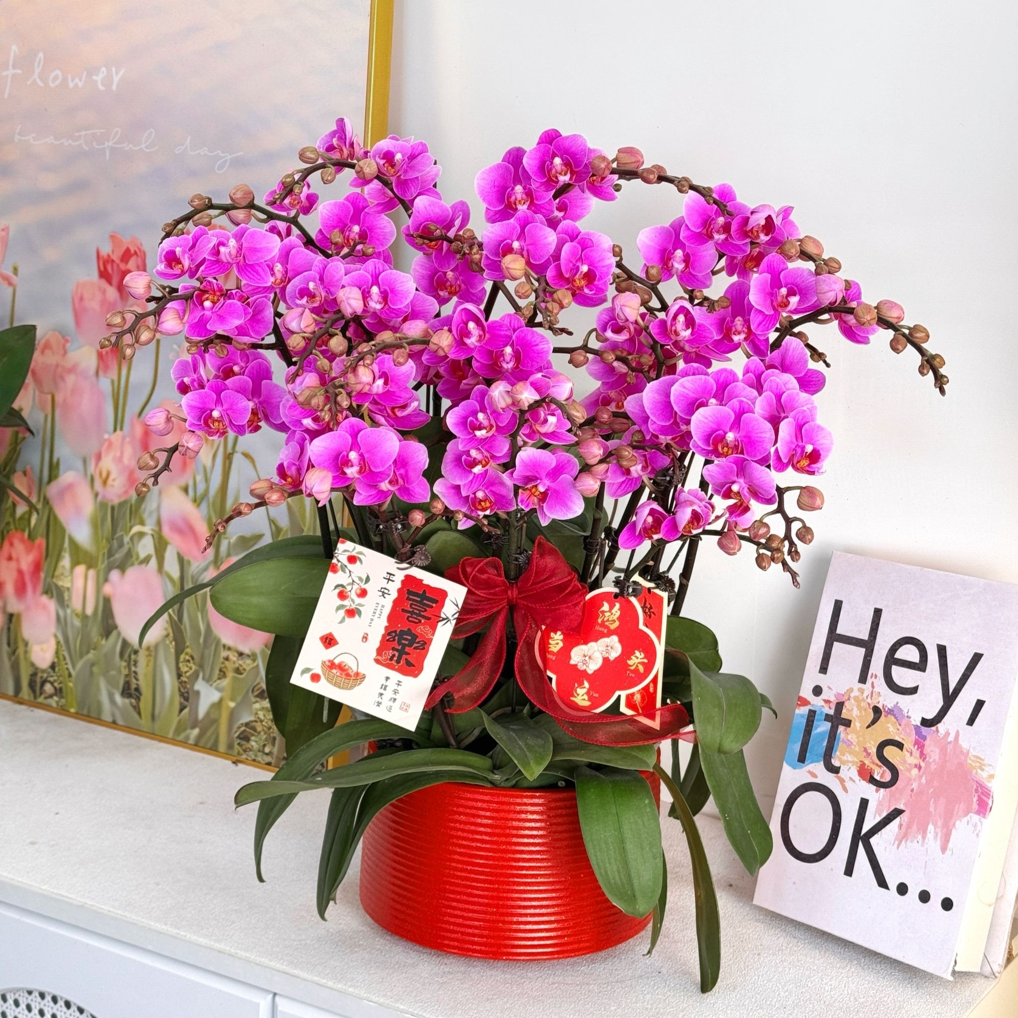 【骄阳】组盆室内蝴蝶兰花盆栽开花株 四季好养护绿植叶片