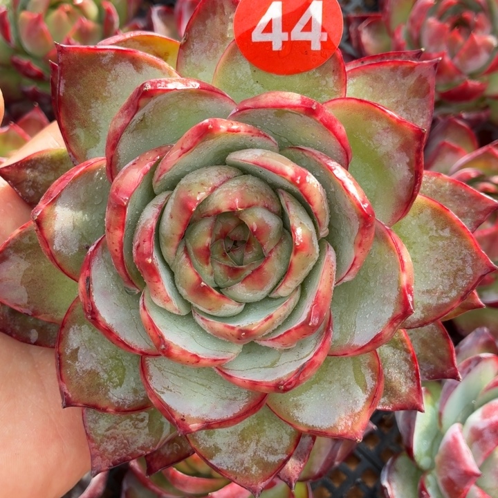 多肉植物 惊鸿仙子-4