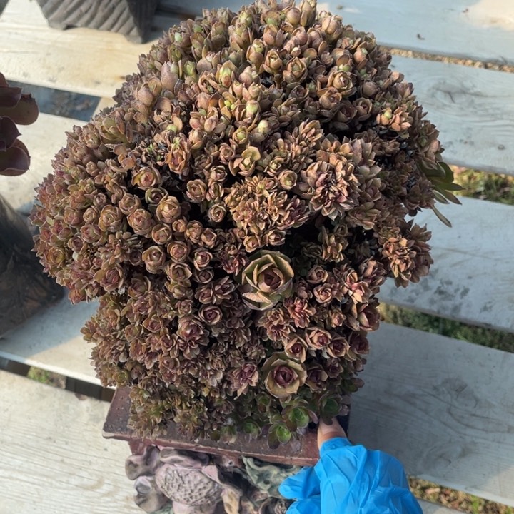 多肉多味儿菜也好吃又美味又