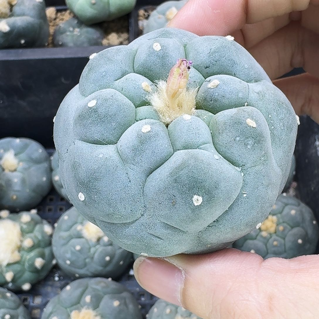 蓝白肌大优佛头无根673